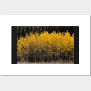 Golden Aspens Posters and Art